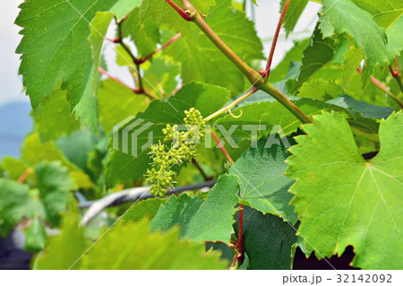 ぶどうの花 32142092