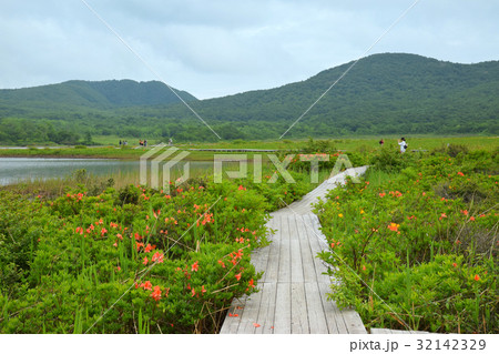 雄国沼の木道 雄国沼の木道 32142329