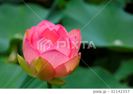 古代蓮の里　蓮の花　甲斐姫 32142357