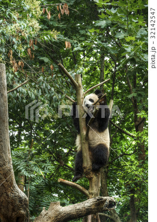 Big panda 32142547