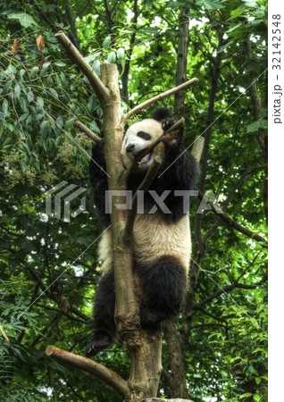 Big panda 32142548
