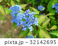 ヤマアジサイ「藍姫」 32142695