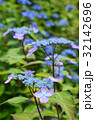 ヤマアジサイ 32142696