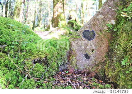 New Zealand ケプラートラック 32142785