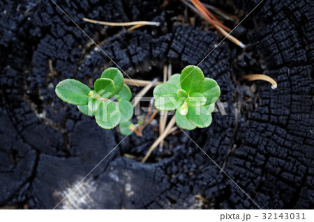 Shoots of cranberries grown from a burnt stump  32143031