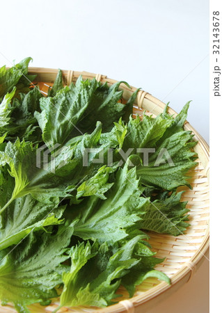 大葉 大葉 32143678