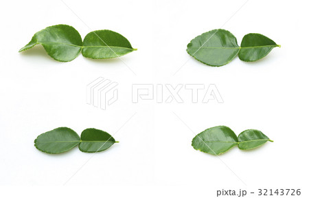 kaffir lime leaves 32143726