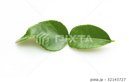kaffir lime leaves 32143727