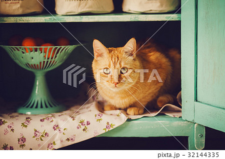 funny cat sits in a rural closet funny cat sits in a rural closet 32144335