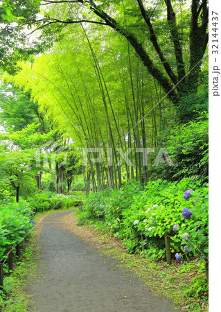 郷土の森公園のあじさいの小路と竹林 32144437