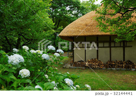 郷土の森公園　茅葺の農家に紫陽花 32144441