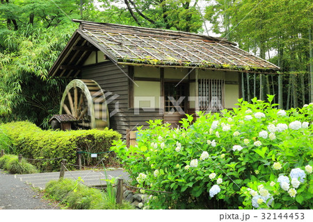 郷土の森公園のカラフルな紫陽花と水車小屋 郷土の森公園のカラフルな紫陽花と水車小屋 32144453