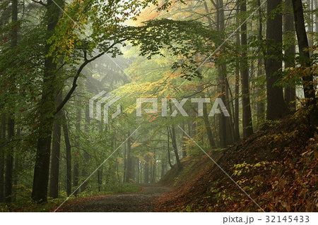 Trail through the autumnal forest Trail through the autumnal forest 32145433