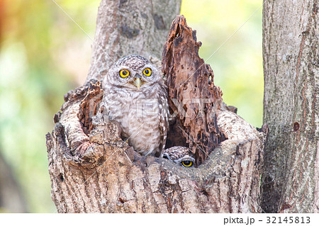 Close up of spotted owlet or athene brama bird. 32145813