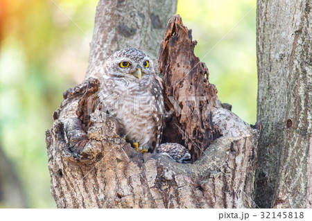 Close up of spotted owlet or athene brama bird. 32145818