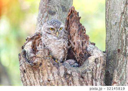 Close up of spotted owlet or athene brama bird. 32145819