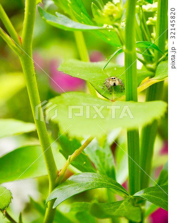 バラの葉の上のネコハエトリ 32145820