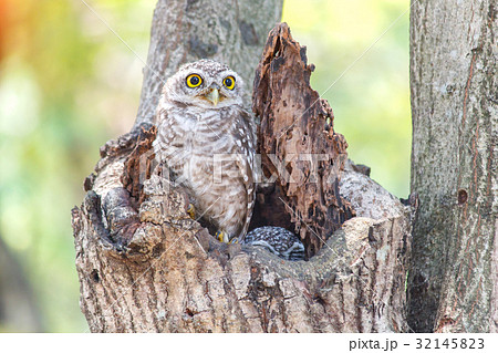 Close up of spotted owlet or athene brama bird. 32145823