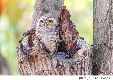 Close up of spotted owlet or athene brama bird. 32145824