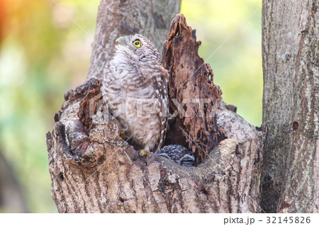 Spotted owlet Athene brama nest in tree hollow. 32145826