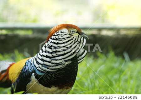 Lady Amherst's Pheasat. 32146088