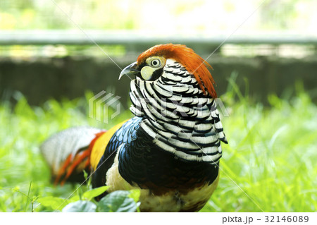 Lady Amherst's Pheasat. 32146089