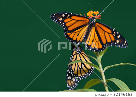 Two monarch butterflies are perched on a flower Two monarch butterflies are perched on a flower 32146163