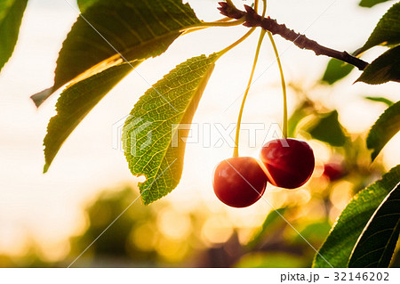 Ripe cherry berries in yellow backlight 32146202