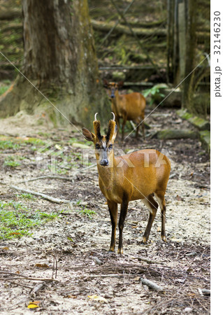Muntiacus muntjak or fea's barking deer. 32146230