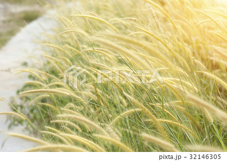 Yellow flowers in a blurry image. 32146305