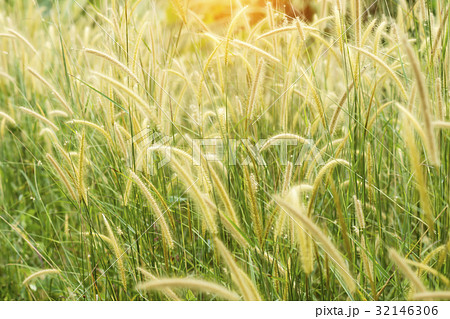 Yellow Flower grass impact sunlight. 32146306