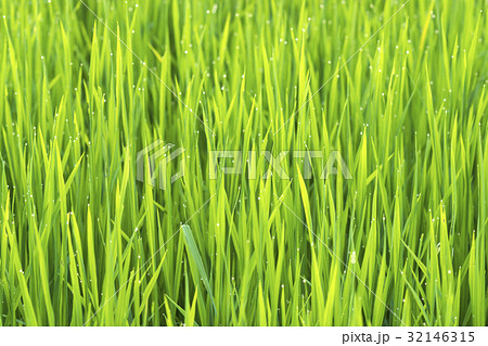 rice plant in rice field with drop dew. 32146315