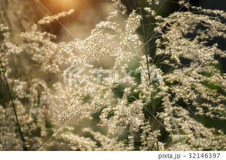 Brown grass in the summer with sunlight. 32146397