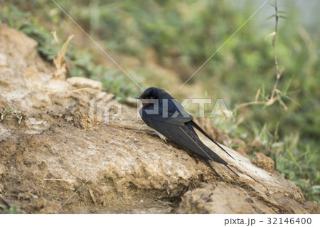 Barn Swallow (Hirundo rustica) 32146400