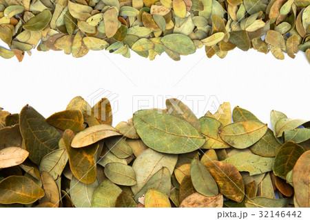 Dry leaves of the rain tree on white background. Dry leaves of the rain tree on white background. 32146442