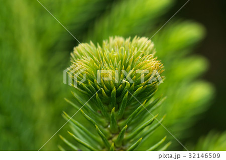 Araucaria heterophylla - Norfolk Island Pine macro Araucaria heterophylla - Norfolk Island Pine macro 32146509