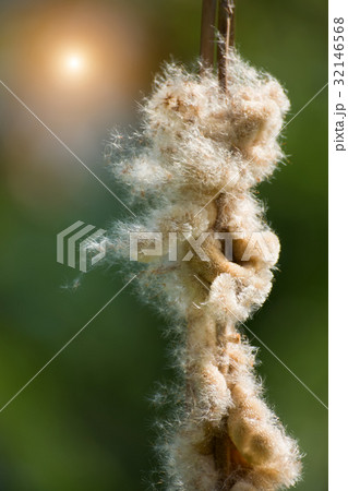 Typha angustifolia seeds on tree. Typha angustifolia seeds on tree. 32146568