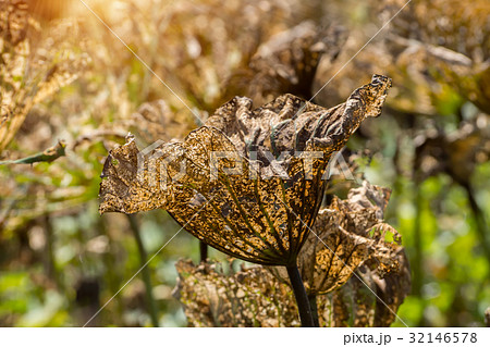 The dried lotus leaves in pond with sunlight. The dried lotus leaves in pond with sunlight. 32146578