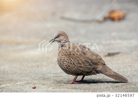 Spotted Dove (Streptopelia chinensis) 32146597