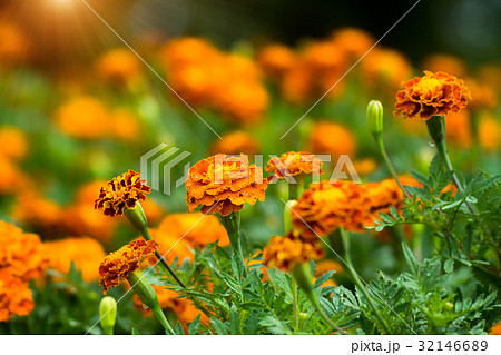 french marigolds flower french marigolds flower 32146689