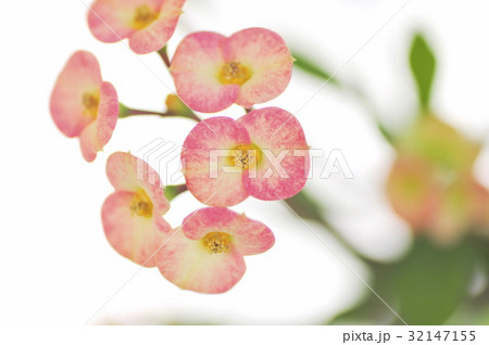 ピンク色のハナキリン ピンク色のハナキリン 32147155