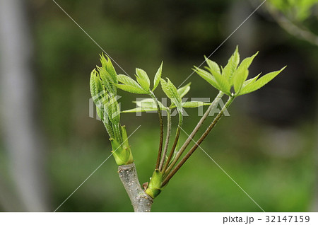 白木の芽（コシアブラ） 32147159