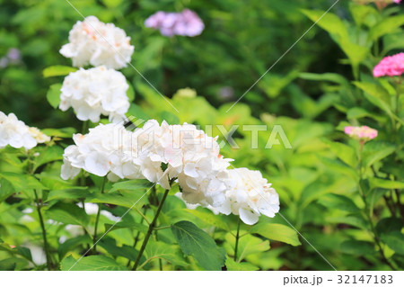 アジサイの花 アジサイの花 32147183