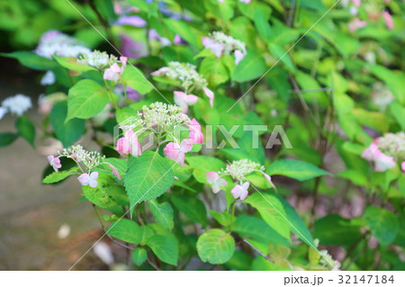 ベニガクアジサイの花 32147184