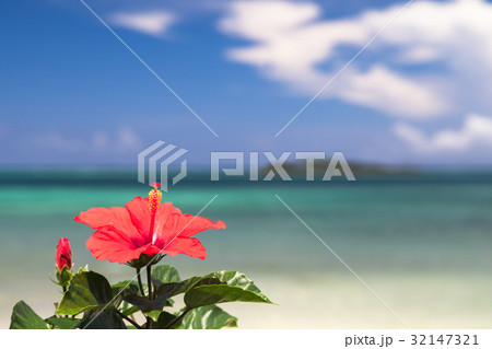 青い海とハイビスカスの花 沖縄イメージの写真素材