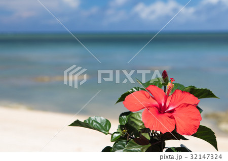 青い海とハイビスカスの花 沖縄イメージの写真素材