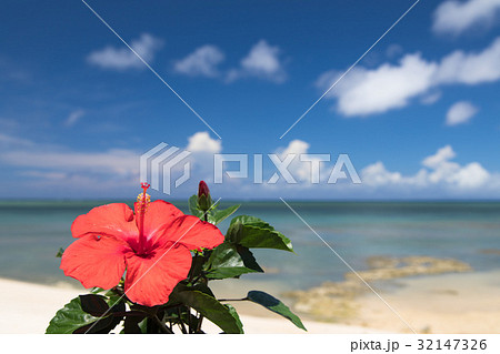 青い海とハイビスカスの花 沖縄イメージの写真素材