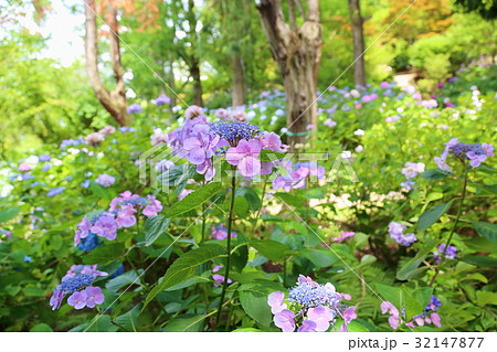 ピンクのガクアジサイの花 ピンクのガクアジサイの花 32147877
