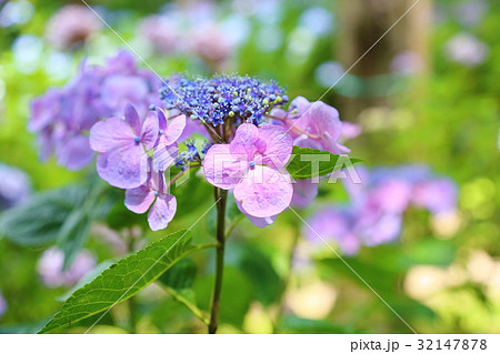 ピンクのガクアジサイの花 ピンクのガクアジサイの花 32147878