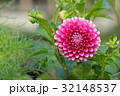 ダリア 32148537